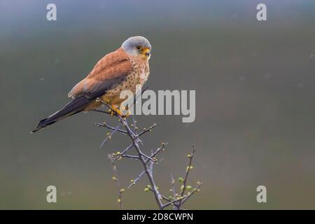 Petit kestrel (Falco naumanni), mâle perché dans un petit arbre, Maroc, Ifrane Banque D'Images