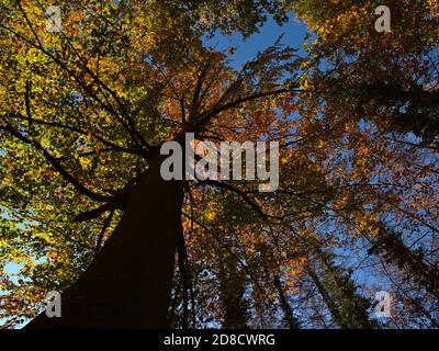 Vue imprenable depuis le dessous du tronc et de la couronne d'un majestueux hêtre avec des feuilles vertes, orange et jaunes dans une forêt à Kaiserstuhl. Banque D'Images