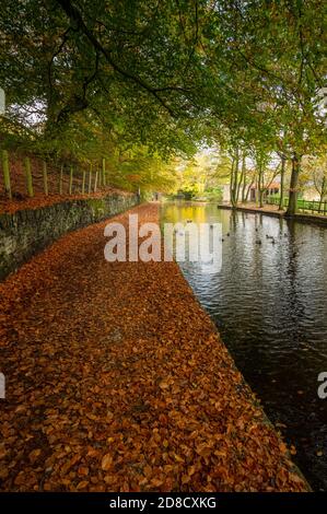 Couleurs d'automne et pont sur le canal étroit de Huddersfield Uppermill à Dobcross section, Saddleworth, Oldham, Angleterre, Royaume-Uni Banque D'Images