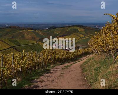 Route de terre menant à travers les vignobles jaunes de Durbach, Allemagne avec une vue panoramique impressionnante sur les collines multicolores environnantes. Banque D'Images