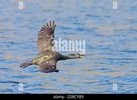 European Shag (Phalacrocorax aristotelis desmarestii) adulte en vol bas au-dessus de la mer Majorque, Iles Baléares, Espagne Octobre Banque D'Images