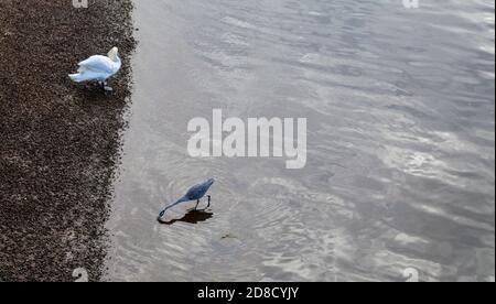 Un héron à la recherche de poissons dans la Tamise À Teddington Lock, Angleterre, Royaume-Uni, tandis qu'un cygne blanc se prens Banque D'Images