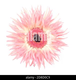 Rose pâle Gerber, araignée Gerbera Marguerite isolée sur fond blanc. Gerbera jamesonii. Banque D'Images