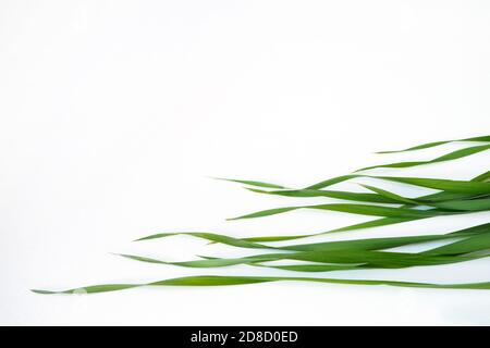 Vue de dessus des feuilles Avena sativa, herbe d'avoine verte jeune sur fond blanc. Copier l'espace Banque D'Images