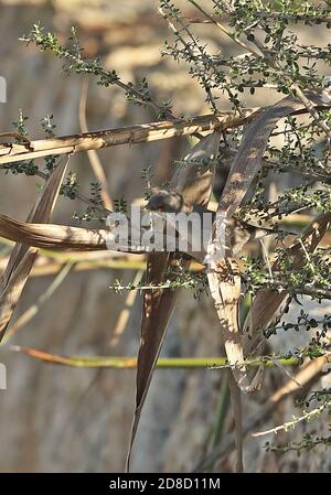Paruline sarde (Sylvia melanocephala melanocephala) femelle adulte perchée dans la végétation Mallorca, Iles Baléares, Espagne Octobre Banque D'Images