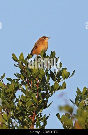 Zitting Cisticola (Cisticola joncidis joncidis) adlt perché au sommet de la brousse de Minorque, Iles Baléares, Espagne Octobre Banque D'Images