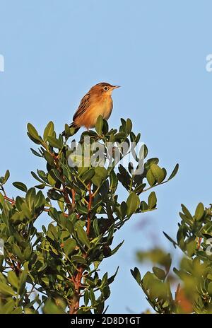 Zitting Cisticola (Cisticola joncidis joncidis) adlt perché au sommet de la brousse de Minorque, Iles Baléares, Espagne Octobre Banque D'Images