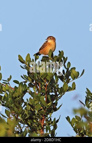 Zitting Cisticola (Cisticola joncidis joncidis) adlt perché au sommet de la brousse de Minorque, Iles Baléares, Espagne Octobre Banque D'Images