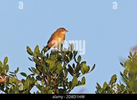 Zitting Cisticola (Cisticola joncidis joncidis) adlt perché au sommet de la brousse de Minorque, Iles Baléares, Espagne Octobre Banque D'Images