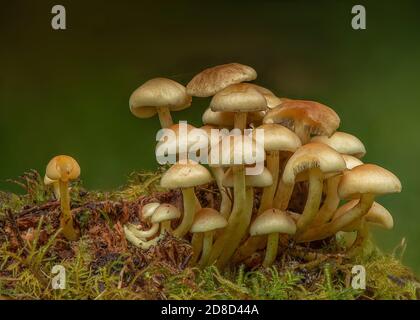 Tuft de Sulpher (Hypholoma fasciculare), croissant sur une souche de conifères dans des forêts mixtes, New Abbey, Dumfries, SW Écosse Banque D'Images