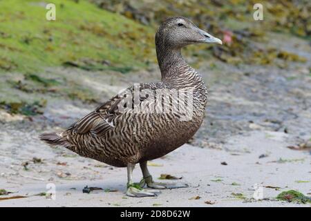 Canard Eider sur la Farne intérieure Banque D'Images