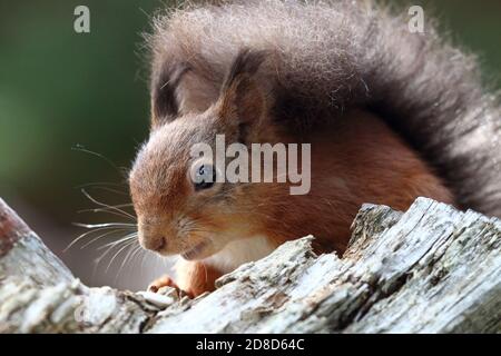 Red Squirrel (Sciurus vulgaris) au parc national de Pow Hill, Co. Durham, Angleterre, Royaume-Uni Banque D'Images