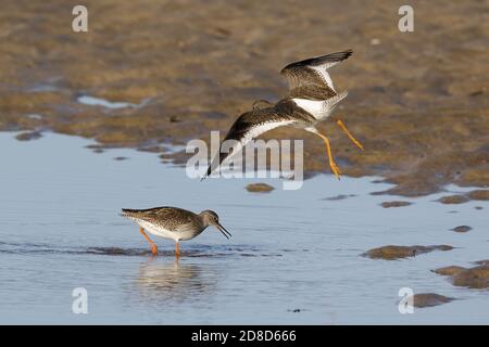 En été, deux rabouées à queue rouge (Tringa totanus) plumage, une barboteuse et une nourrissage, et l'autre volant sur le point d'atterrir dans une piscine d'eau salée. Banque D'Images