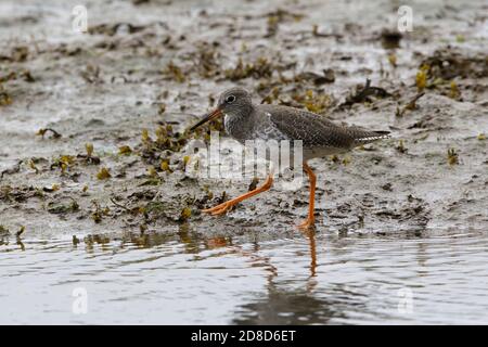 Queue rouge commune (Tringa totanus) En été, le plumage se dégringole et se nourrit dans l'estuaire de Hayle Cornwall Angleterre Royaume-Uni Banque D'Images