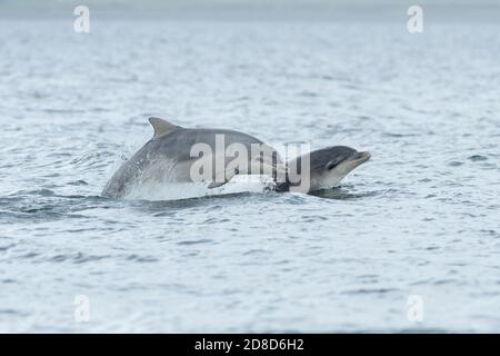 Grand dauphin (Tursiops truncatus), Moray Firth, Highlands, Écosse. Mai 2017. Adulte et mineur. Banque D'Images