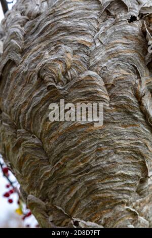 Grand papier Wasp Nest, automne, E USA, par James D Coppinger/Dembinsky photo Assoc Banque D'Images