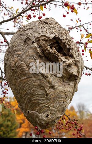 Grand papier Wasp Nest, automne, E USA, par James D Coppinger/Dembinsky photo Assoc Banque D'Images