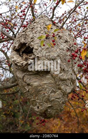 Grand papier Wasp Nest, automne, E USA, par James D Coppinger/Dembinsky photo Assoc Banque D'Images