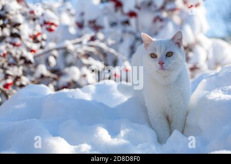Le Chat Dans La Neige Le Chat A Gele En Hiver Dehors Couvert Dans Froid La Rue Le Chat Est Joue Avec La Neige Dans La Cour Pour Noel Photo Stock