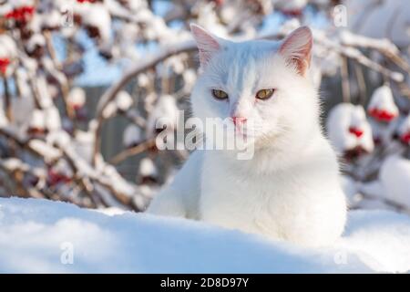 Le Chat Dans La Neige Le Chat A Gele En Hiver Dehors Couvert Dans Froid La Rue Le Chat Est Joue Avec La Neige Dans La Cour Pour Noel Photo Stock
