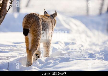 Vue arrière du lynx marchant sur la neige dans la nature Banque D'Images