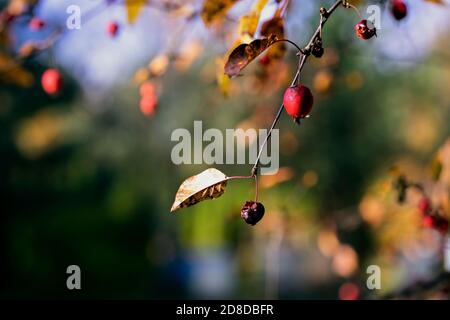 Branche avec des pommes de paradis. Mise au point sélective sur la pomme avec une goutte de pluie sur un arrière-plan flou. Gros plan. Banque D'Images