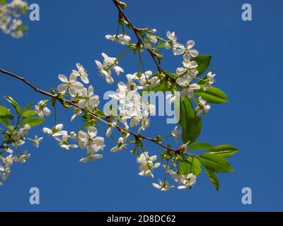 Printemps fleurs blanches branche de cerise contre le ciel bleu dedans la journée ensoleillée Banque D'Images