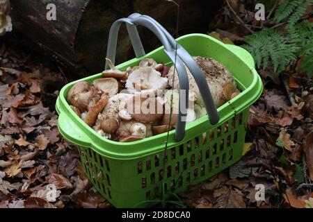 Déchets contenant des champignons collectés dans la forêt Banque D'Images