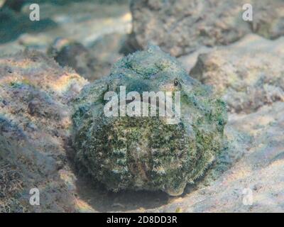 Faux corégone (scorpionfish du diable, Scorpaenopsis diablus) au fond de la mer Banque D'Images