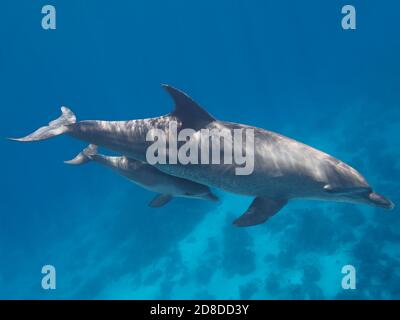 Deux dauphins (parent et bébé) nager dans l'océan tropical bleu Banque D'Images