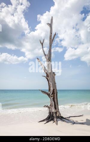 Vieux arbre sur la plage au bord de l'eau au parc national Lovers Key, Estero, Floride, États-Unis Banque D'Images