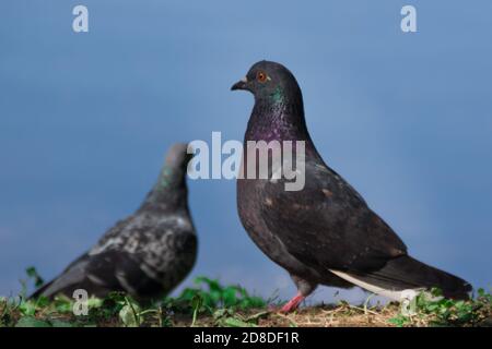 pigeon gris urbain assis sur l'herbe au bord du lac, portrait de près d'une colombe sur fond bleu Banque D'Images
