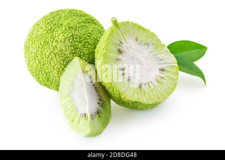 Osage oranges (Maclura) isolées sur fond blanc. Hedge Apple gros plan Banque D'Images