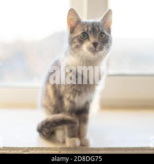 Un joli petit chaton cendé est assis sur un rebord ensoleillé de la fenêtre. Banque D'Images