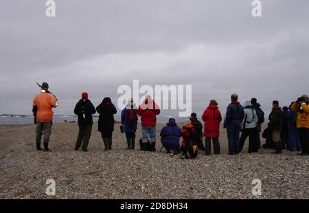Attaque de l'ours polaire - un guide armé tient la garde tandis que les touristes photographient le morse sur une île de l'archielago Svalbard. Banque D'Images