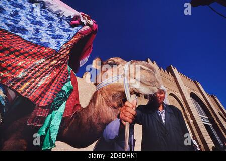 Un chameau avec un calèche de howdah à l'extérieur de la Grande Mosquée de Kairouan. Tunisie. Afrique du Nord Banque D'Images