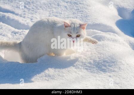 Le Chat Dans La Neige Le Chat A Gele En Hiver Dehors Couvert Dans Froid La Rue Le Chat Est Joue Avec La Neige Dans La Cour Pour Noel Photo Stock