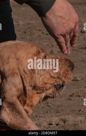 La main de l’homme est suspendue à la tête d’un chien spaniel beige à cheveux rouges dévoué. L’homme forme son chien, l’animal de compagnie anglais, l’épagneul, obéit à l’homme. Banque D'Images