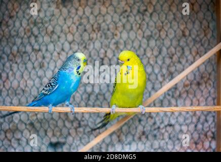 Adorables copains colorés sur un perchoir dans la volière, concept animal Banque D'Images