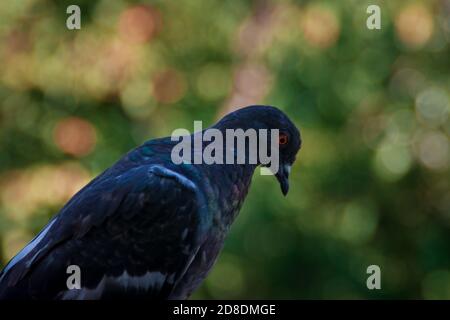 la colombe grise urbaine se trouve sur le fond de feuillage vert. Les yeux orange et les yeux de Pigeon se rapprochent Banque D'Images