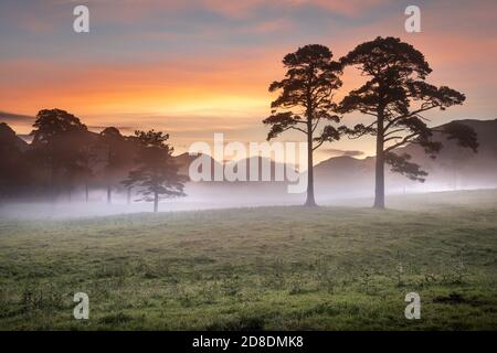 Deux pins sur un matin d'été paisible et brumeux au lever du soleil. Prise dans le Lake District, Royaume-Uni. Banque D'Images