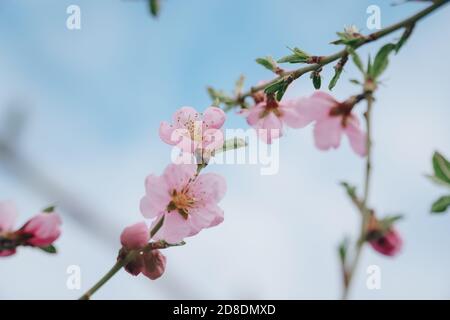 Fleurs de printemps rose vif contre un ciel bleu. Floraison printanière de la nectarine Banque D'Images