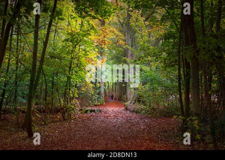 Un couple fait une promenade à Stanmer Park en automne. Brighton East Sussex Angleterre Royaume-Uni Banque D'Images