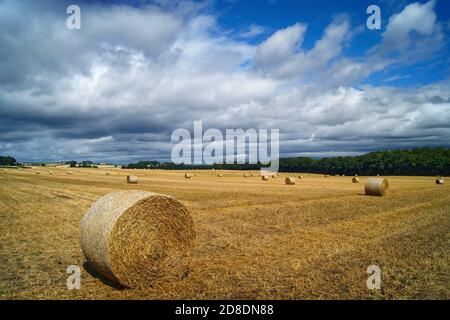 Royaume-Uni, Yorkshire du Sud, Doncaster, balles de foin de fût dans le champ près de Clayton