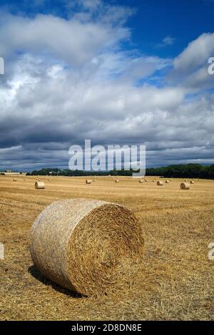 Royaume-Uni, Yorkshire du Sud, Doncaster, balles de foin de fût dans le champ près de Clayton
