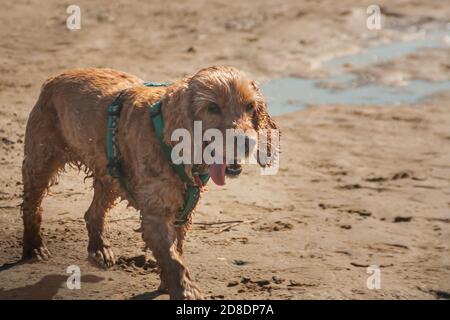 un adorable animal de compagnie de l'épagneul cocker court le long de la rive sablonneuse de la rivière. chien drôle avec une fourrure humide sale. Activités de plein air printanières sur la plage Banque D'Images