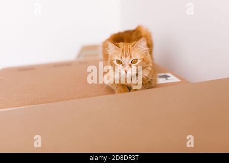 Chat de gingembre mignon dans une boîte en carton sur le sol à la maison. Banque D'Images