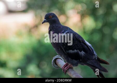 la colombe grise urbaine se trouve sur le fond de feuillage vert. Les yeux orange et les yeux de Pigeon se rapprochent Banque D'Images