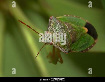 insecte vert de bouclier gros plan en macro sur la tige d'herbe Banque D'Images