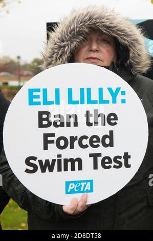 Bracknell, Royaume-Uni. 29 octobre 2020. Un partisan du PETA proteste devant le centre de R&D d’Eli Lilly pour appeler la société pharmaceutique américaine à interdire le test de nage forcé. PETA UK, organisme de bienfaisance dans le domaine des droits des animaux, soutient que le test de nage forcé au cours duquel les petits animaux sont dosés avec un médicament anti-dépresseur, placés dans des béchers incompétents remplis d'eau et contraints de nager pour éviter la noyade a été largement discrédité et que d'autres sociétés pharmaceutiques, notamment Johnson & Johnson, GlaxoSmithKline, Pfizer, Bayer, Roche et AstraZeneca l'ont interdit. Crédit : Mark Kerrison/Alamy Live News Banque D'Images